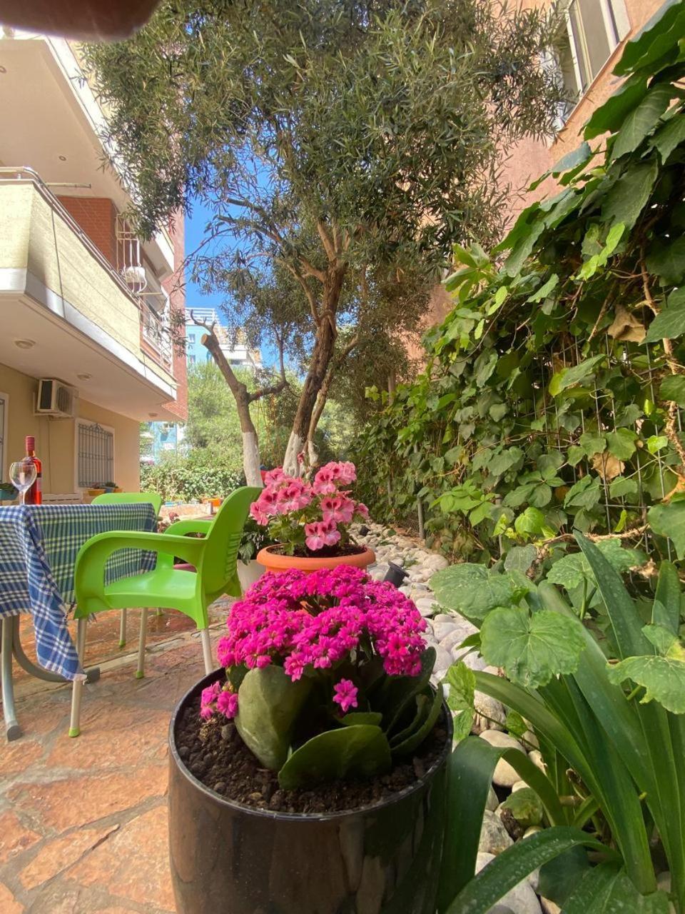 סרנדה Olive Tree Apartment מראה חיצוני תמונה