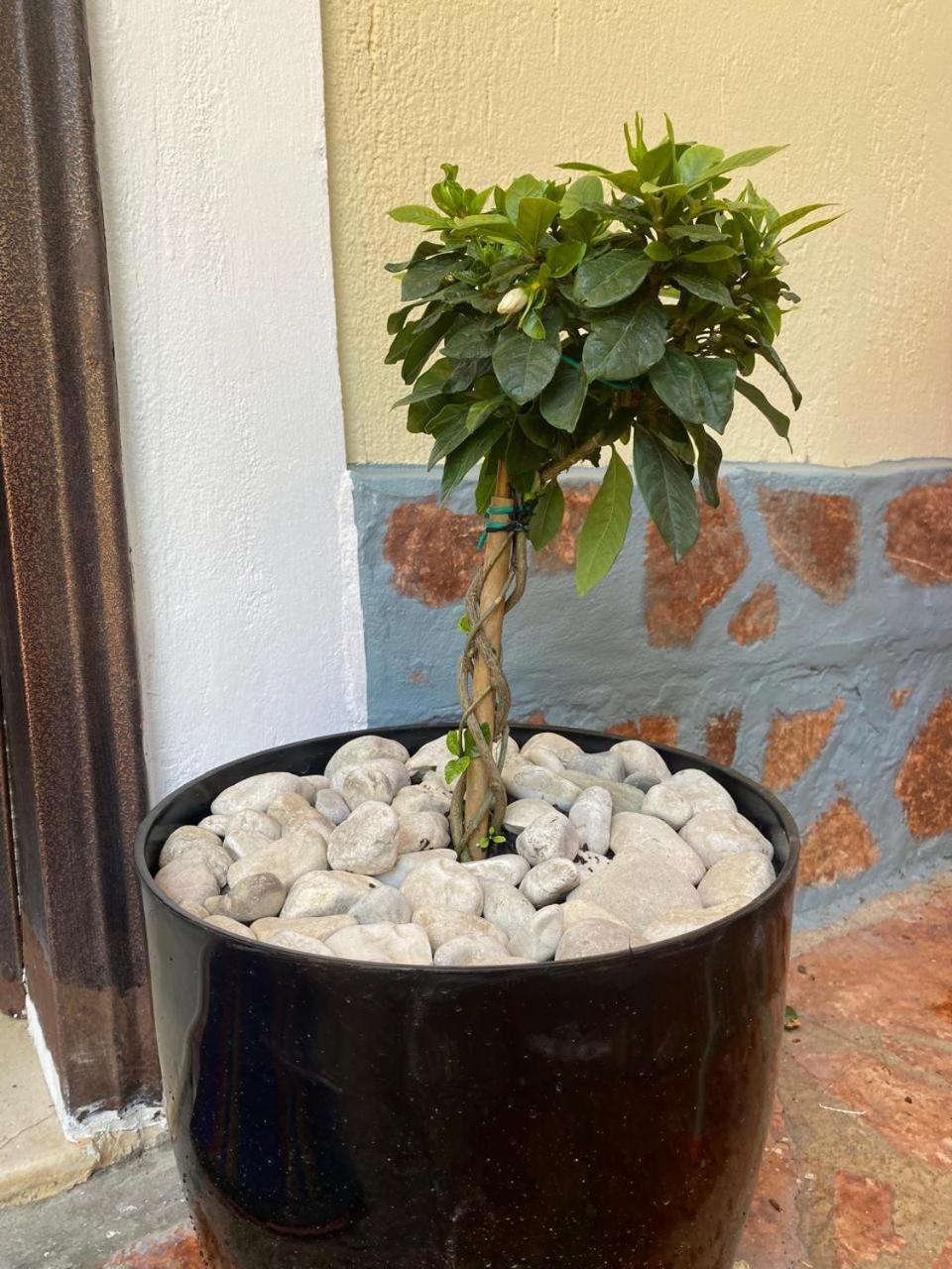 סרנדה Olive Tree Apartment מראה חיצוני תמונה