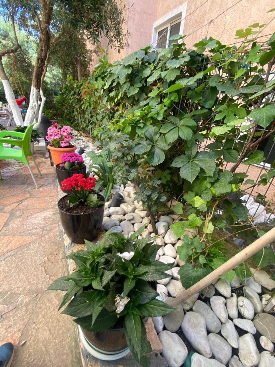סרנדה Olive Tree Apartment מראה חיצוני תמונה